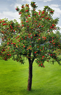 Semi Dwarf Apple 'Gala' - Ladybird Nursery