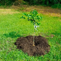 Mandarin Afourer (QLD Only)