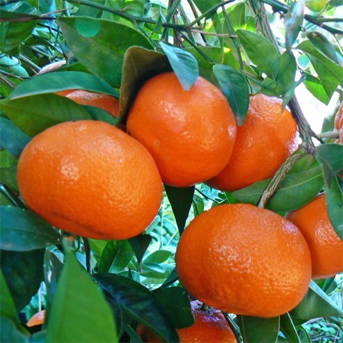 Mandarin Afourer (QLD Only) - Ladybird Nursery