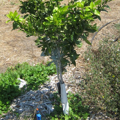 Dwarf Mandarin 'Amigo' (QLD Only) - Ladybird Nursery