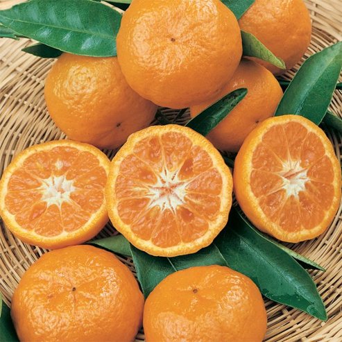 Mandarin Amigo (QLD Only)