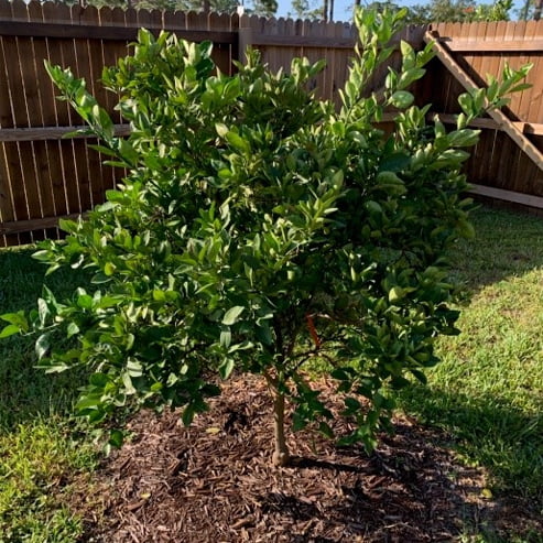 Mandarin Avana Late Imperial (QLD Only)