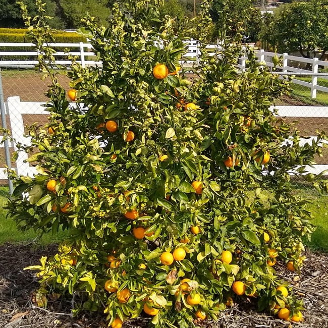 Mandarin Clauselliana