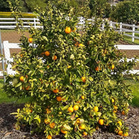 Mandarin Clauselliana