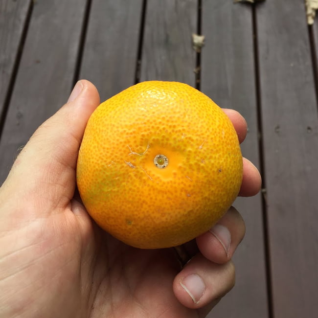 Mandarin Clauselliana