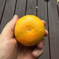 Mandarin Clauselliana