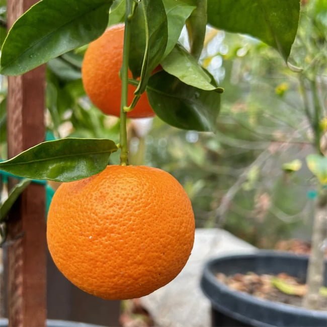 Mandarin Daisy (QLD Only) - Ladybird Nursery