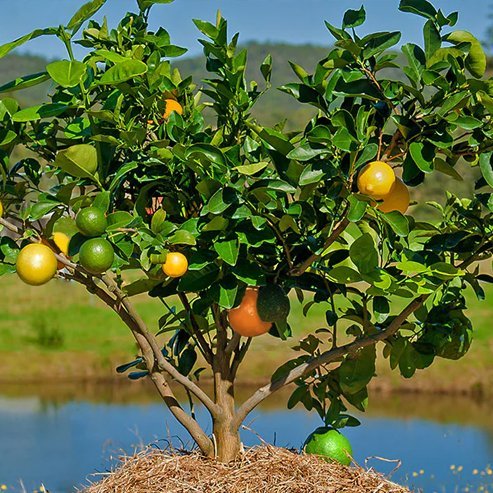 Dwarf Mandarin Ellendale (QLD Only) - Ladybird Nursery