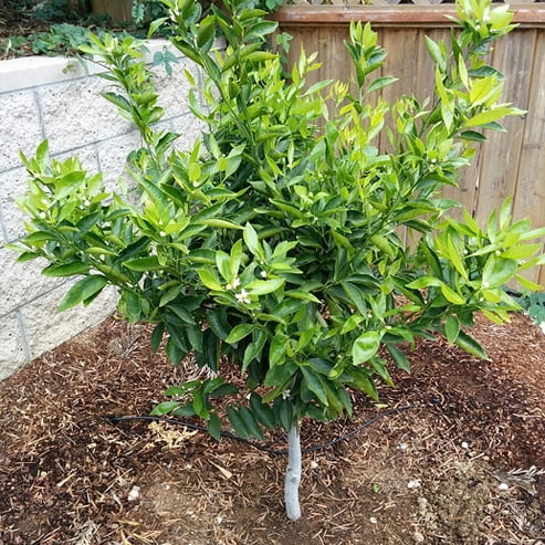 Dwarf Mandarin Hickson (QLD Only)