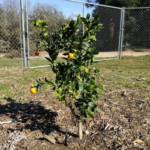 Mandarin Ellendale (QLD Only) - Ladybird Nursery