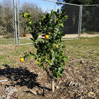Mandarin Ellendale (QLD Only)
