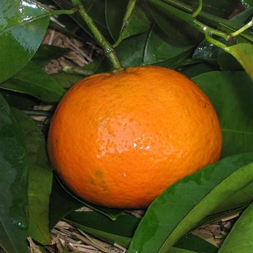 Mandarin Ellendale (QLD Only) - Ladybird Nursery