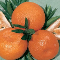 Mandarin Ellendale (QLD Only) - Ladybird Nursery