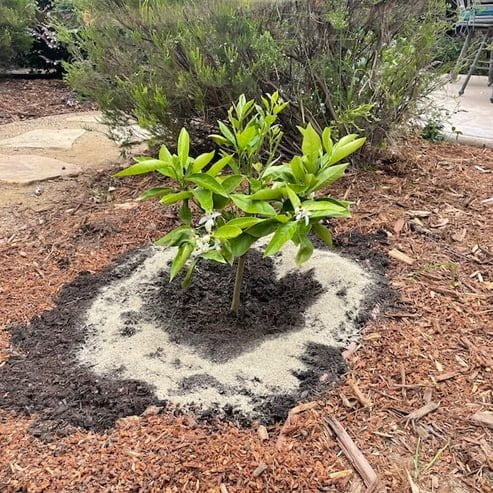 Mandarin Eloise Seedless (QLD Only) - Ladybird Nursery