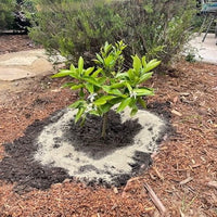 Mandarin Eloise Seedless (QLD Only)