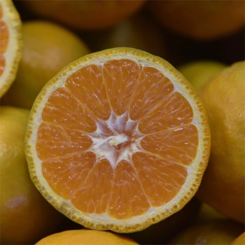 Mandarin Eloise Seedless (QLD Only) - Ladybird Nursery