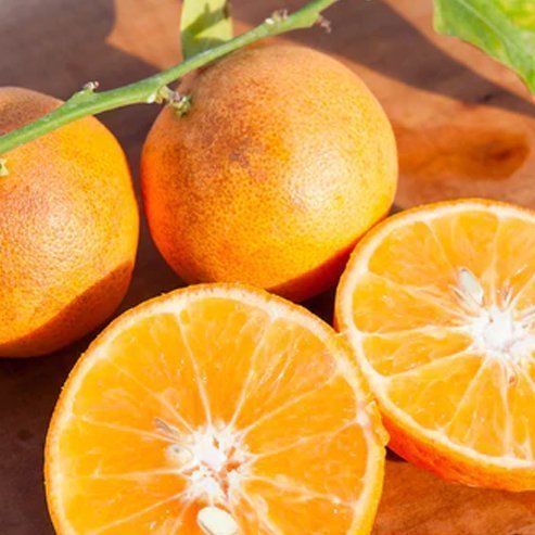 Mandarin Eloise Seedless (QLD Only) - Ladybird Nursery