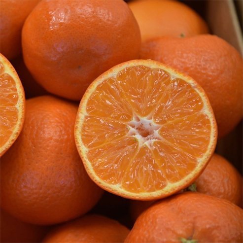 Mandarin Eloise Seedless (QLD Only) - Ladybird Nursery