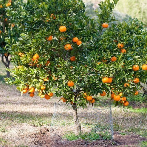 Mandarin Emperor (QLD Only) - Ladybird Nursery