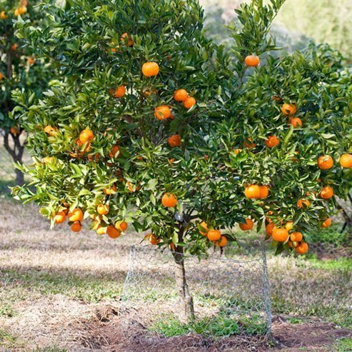 Mandarin Emperor (QLD Only)