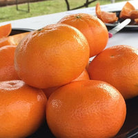 Mandarin Emperor (QLD Only)