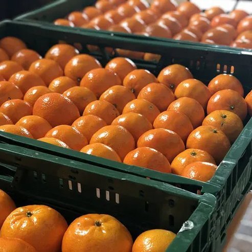 Mandarin Emperor (QLD Only)