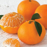 Mandarin Encore (QLD Only) - Ladybird Nursery