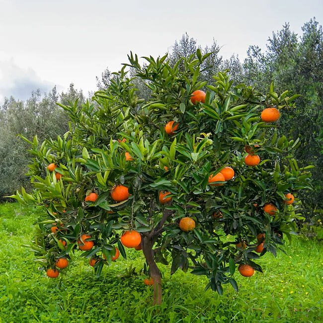 Mandarin Fallglo (QLD Only) - Ladybird Nursery