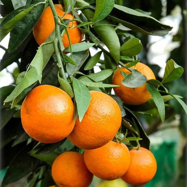 Mandarin Fallglo (QLD Only) - Ladybird Nursery
