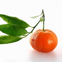 Mandarin Fallglo (QLD Only) - Ladybird Nursery