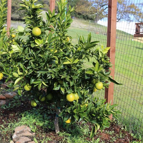 Mandarin Fremont (QLD Only) - Ladybird Nursery