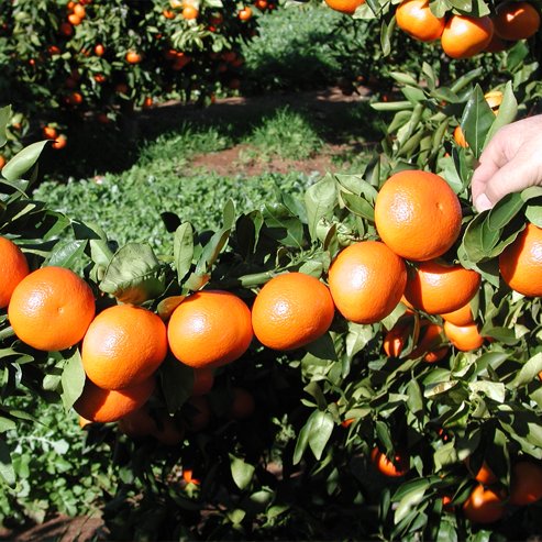 Mandarin Fremont (QLD Only)