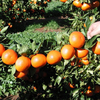 Mandarin Fremont (QLD Only)