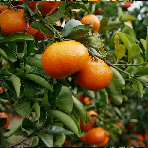 Mandarin Fremont (QLD Only)