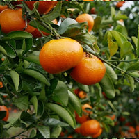 Mandarin Fremont (QLD Only)