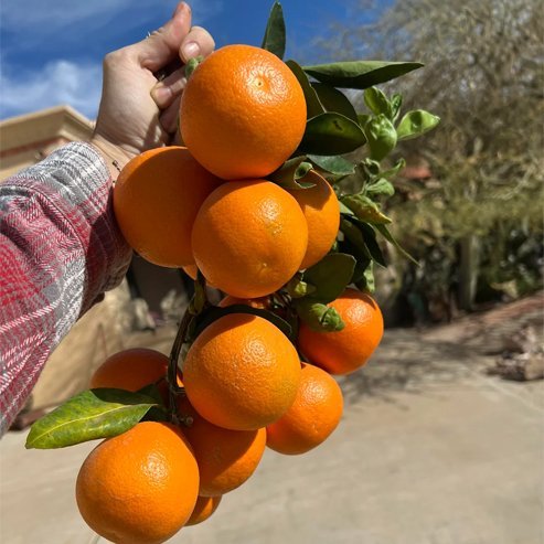 Mandarin Fremont (QLD Only) - Ladybird Nursery