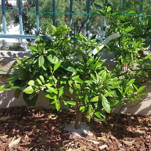 Mandarin Hickson (QLD Only)