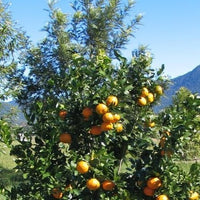 Mandarin Hickson (QLD Only)