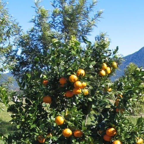 Mandarin Hickson 500mm Pot (PICK UP ONLY) - Ladybird Nursery