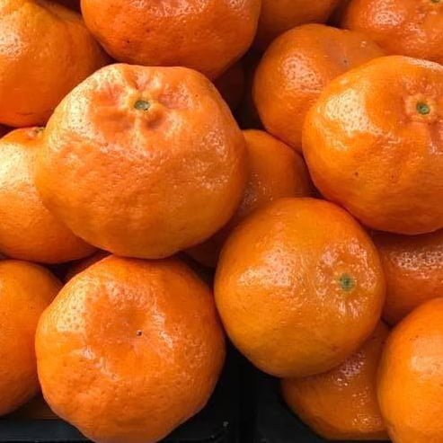 Mandarin Hickson 500mm Pot (PICK UP ONLY) - Ladybird Nursery