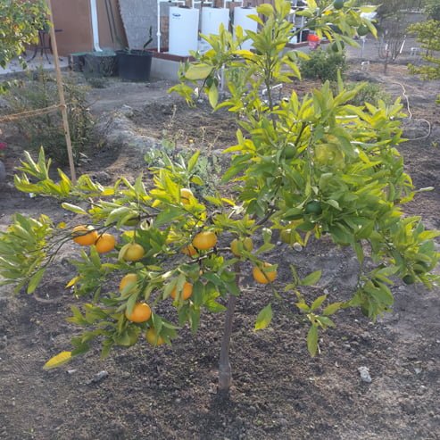 Mandarin Miho Wase Satsuma (QLD Only) - Ladybird Nursery