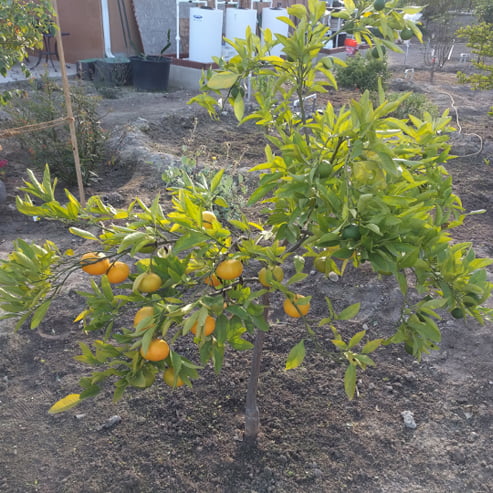 Mandarin Miho Wase Satsuma (QLD Only)