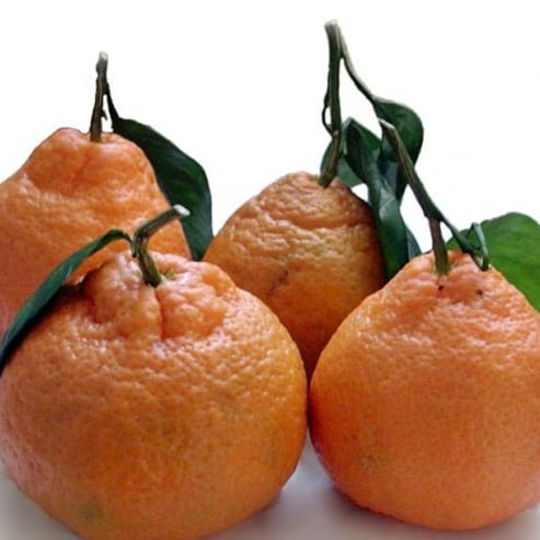 Mandarin Miho Wase Satsuma (QLD Only) - Ladybird Nursery