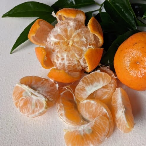 Dwarf Mandarin Clementine (QLD only) - Ladybird Nursery