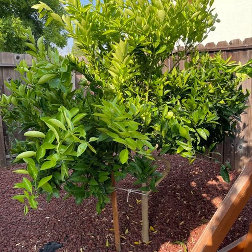 Mandarin Okitsu Wase Satsuma (QLD Only)