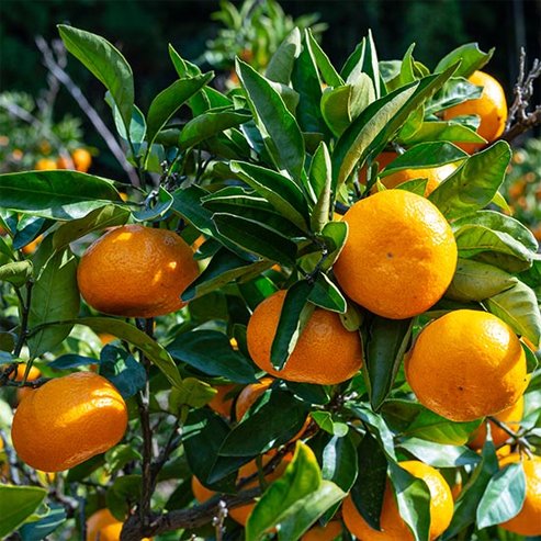 Mandarin Okitsu Wase Satsuma (QLD Only)
