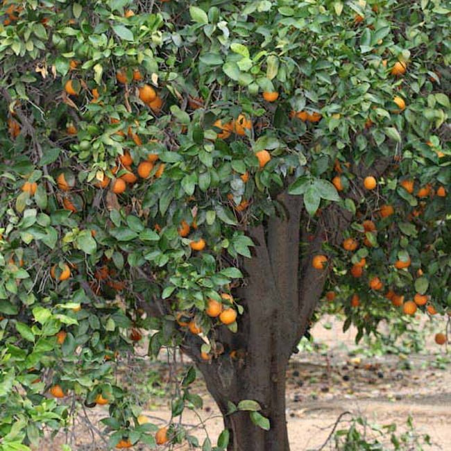 Mandarin Pixie (QLD Only) - Ladybird Nursery