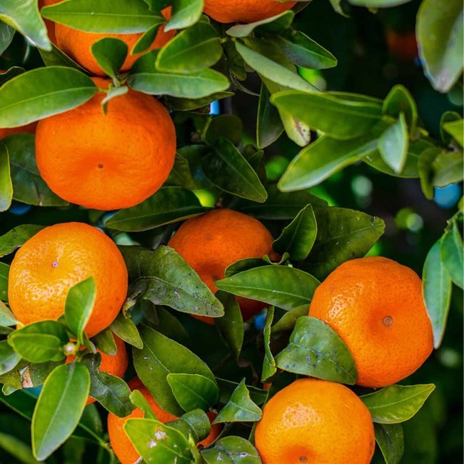 Mandarin Pixie (QLD Only) - Ladybird Nursery