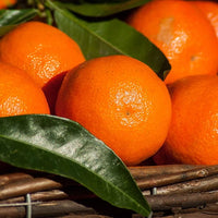 Mandarin Pixie (QLD Only) - Ladybird Nursery