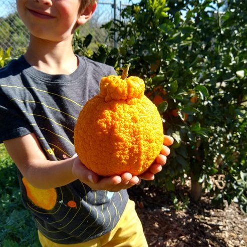 Dwarf Mandarin 'Shiranui' Seedless (QLD Only)